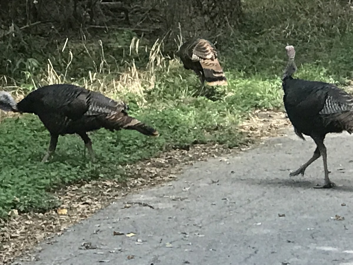 Wild Turkey - ML624133384