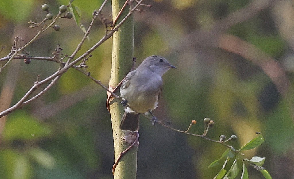 Small-billed Elaenia - ML624133390