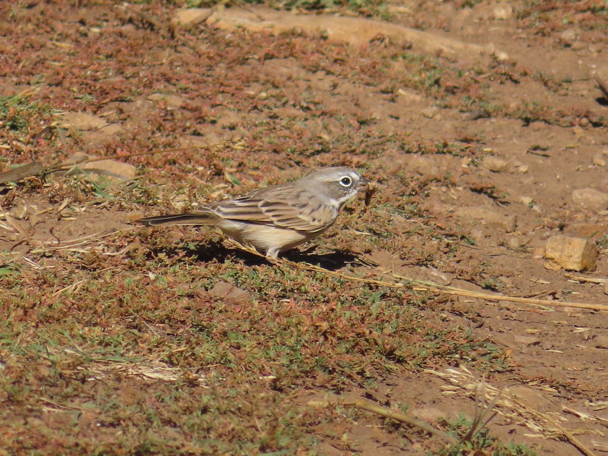 Sagebrush Sparrow - ML624133395