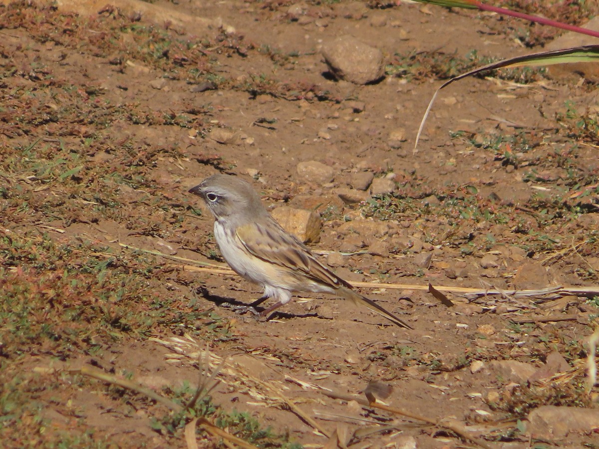 Sagebrush Sparrow - ML624133396