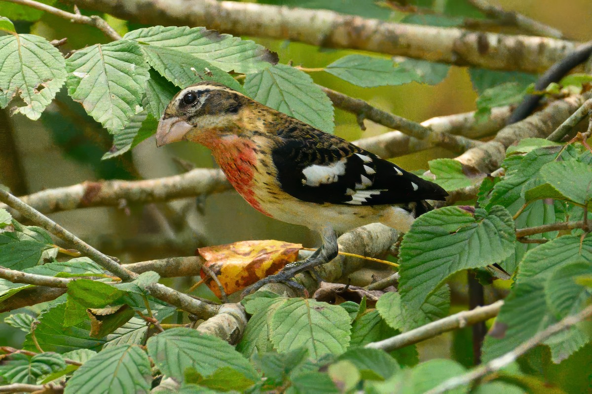 Rose-breasted Grosbeak - ML624133405