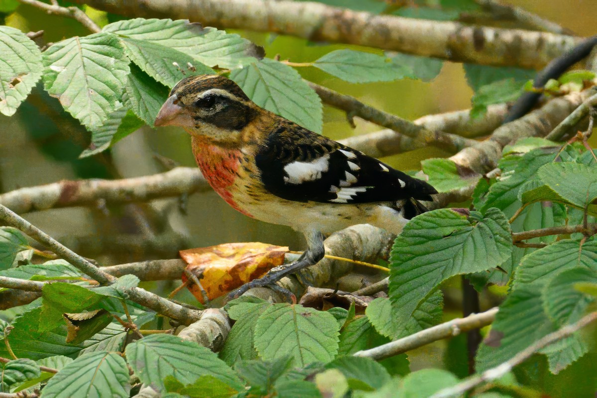 Rose-breasted Grosbeak - ML624133406