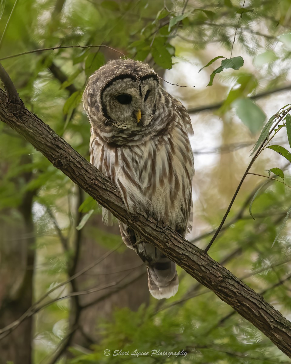 Barred Owl - ML624133407