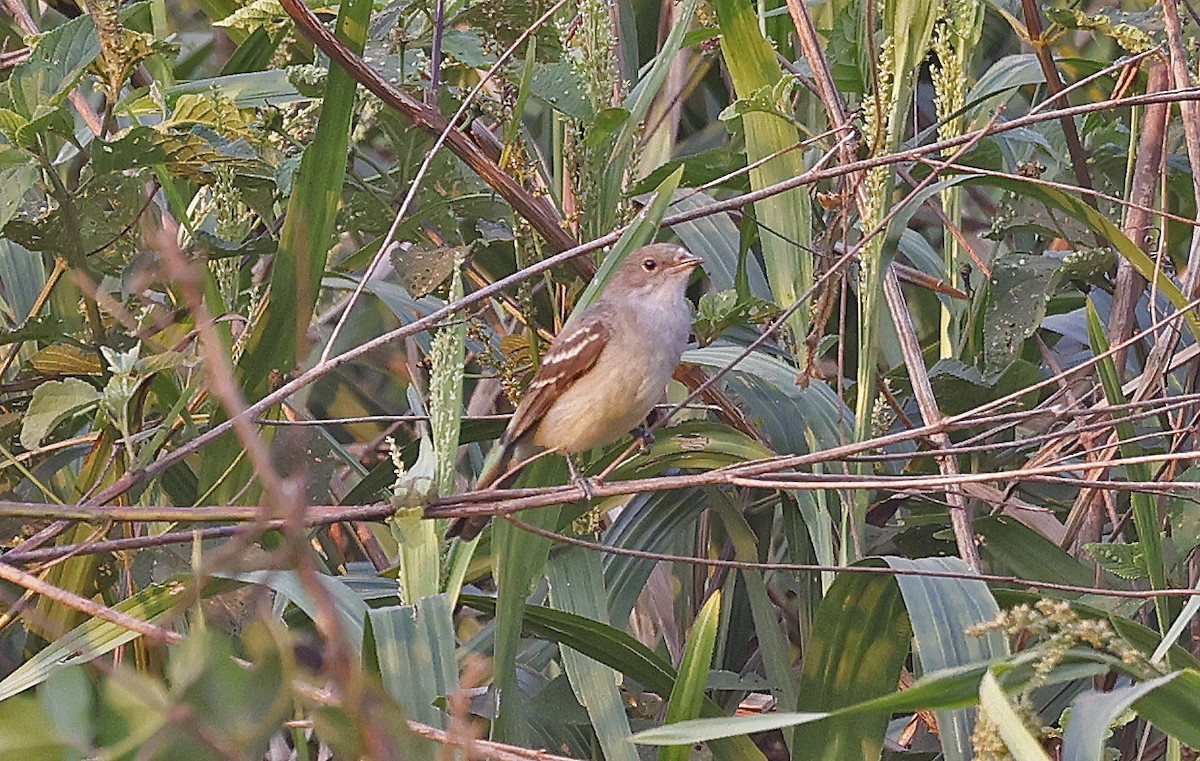 Small-billed Elaenia - ML624133408