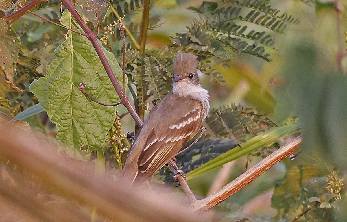 Small-billed Elaenia - ML624133412