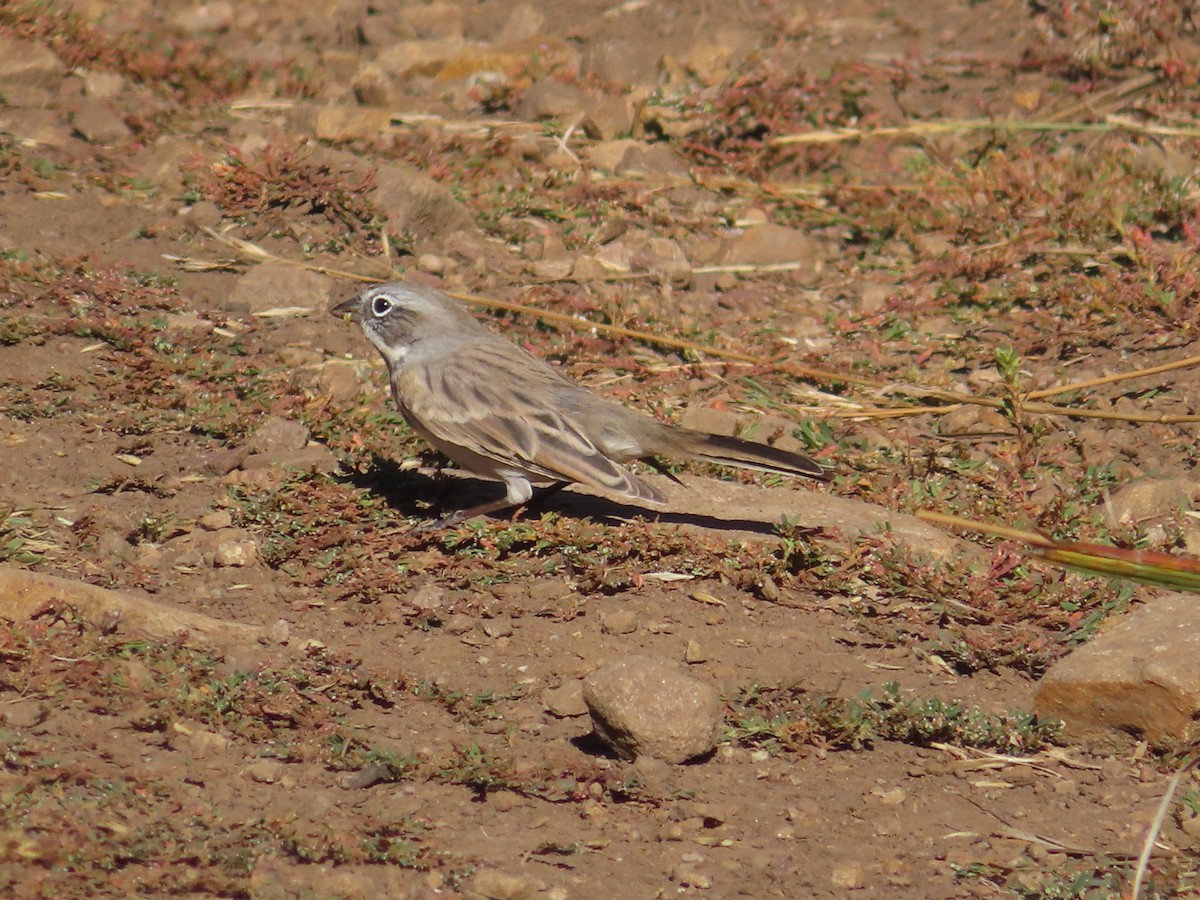 Sagebrush Sparrow - ML624133413
