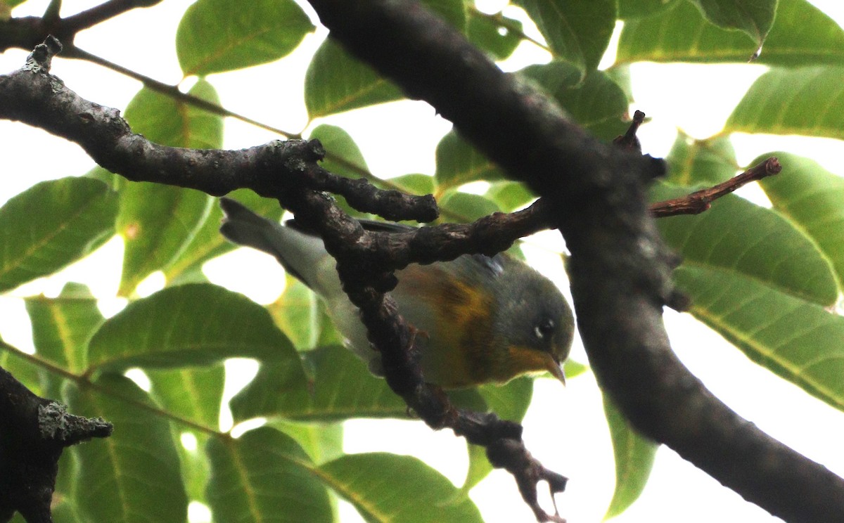 Northern Parula - ML624133418