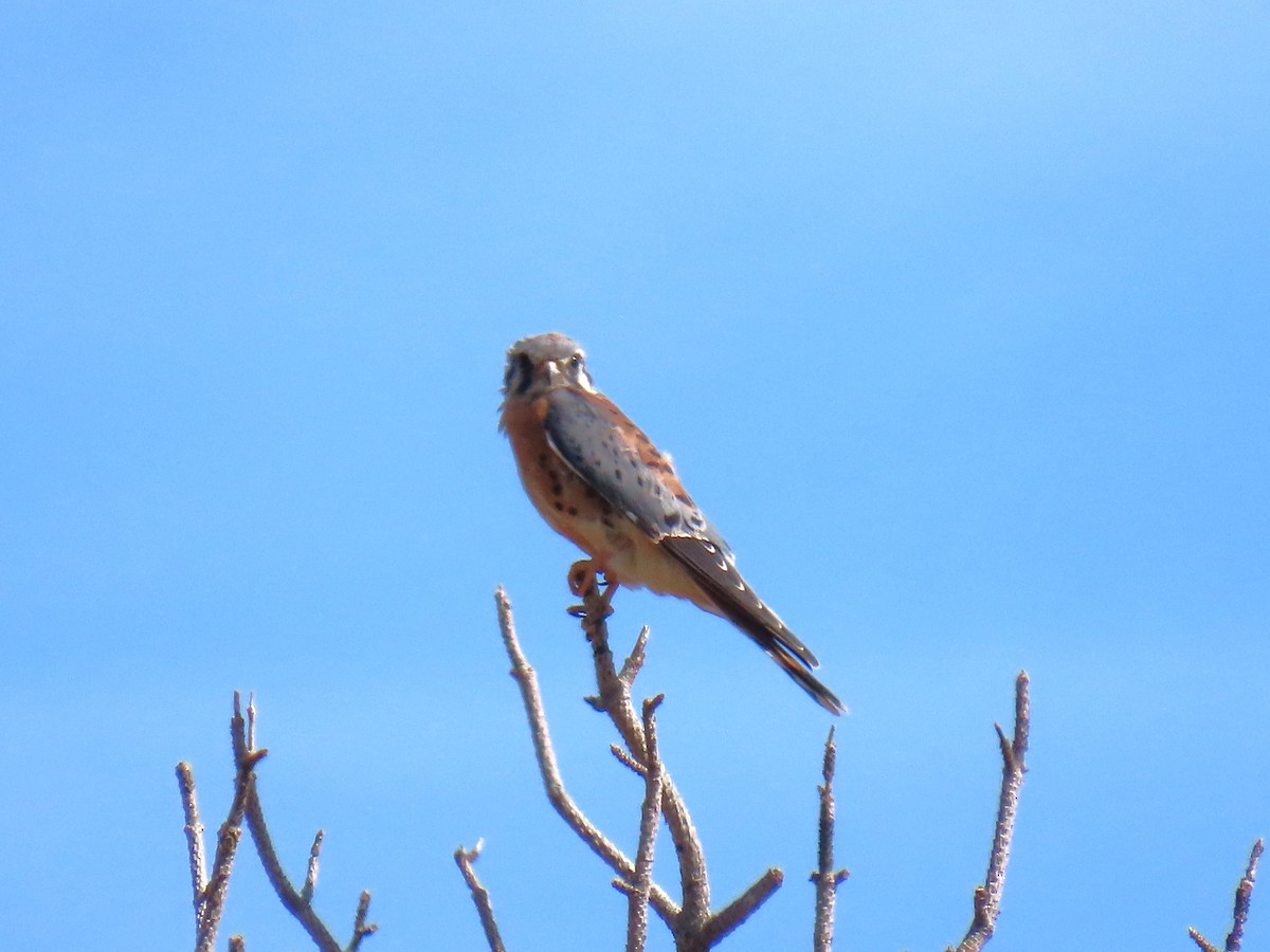 American Kestrel - Tanja Britton