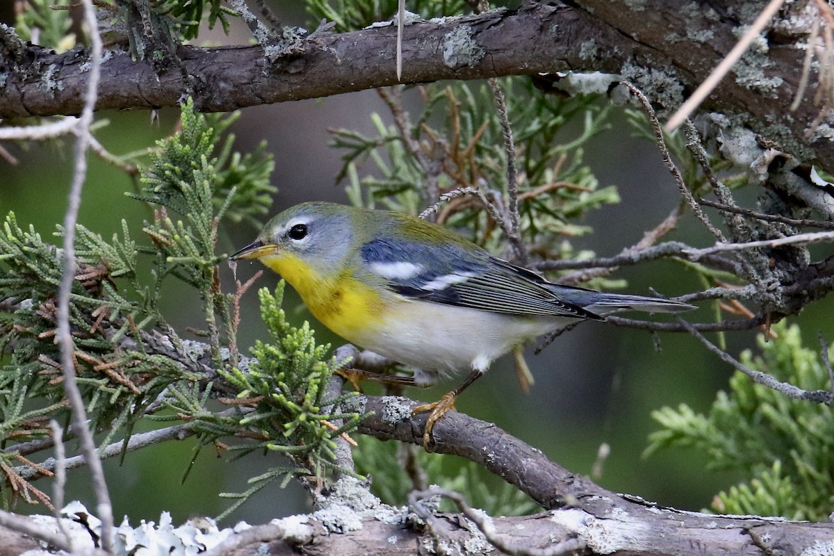 Northern Parula - ML624133437