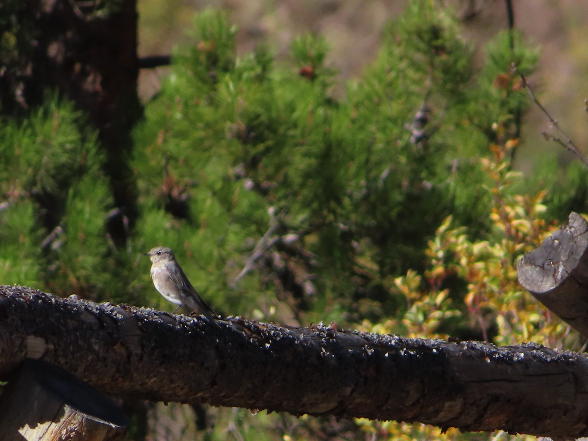 Mountain Bluebird - ML624133440