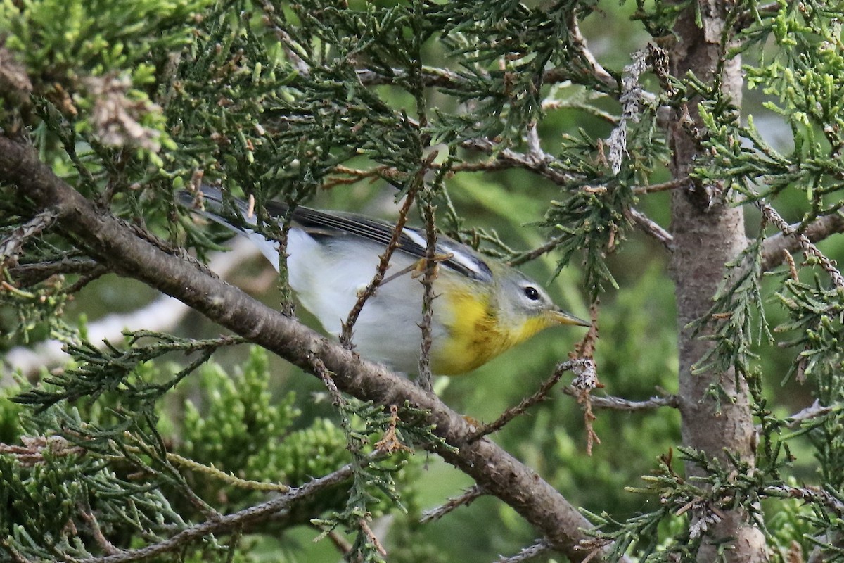 Northern Parula - ML624133449