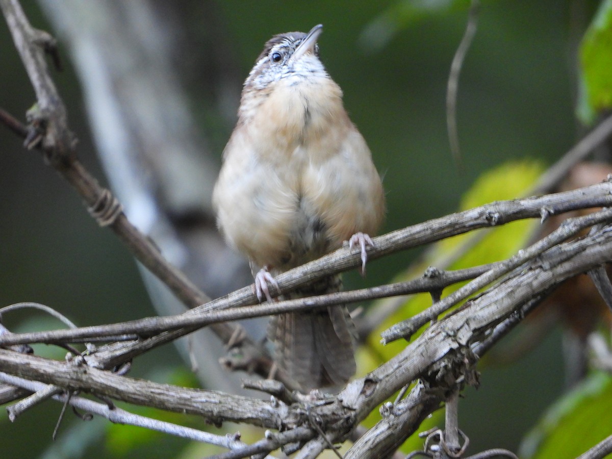 Carolina Wren - ML624133466