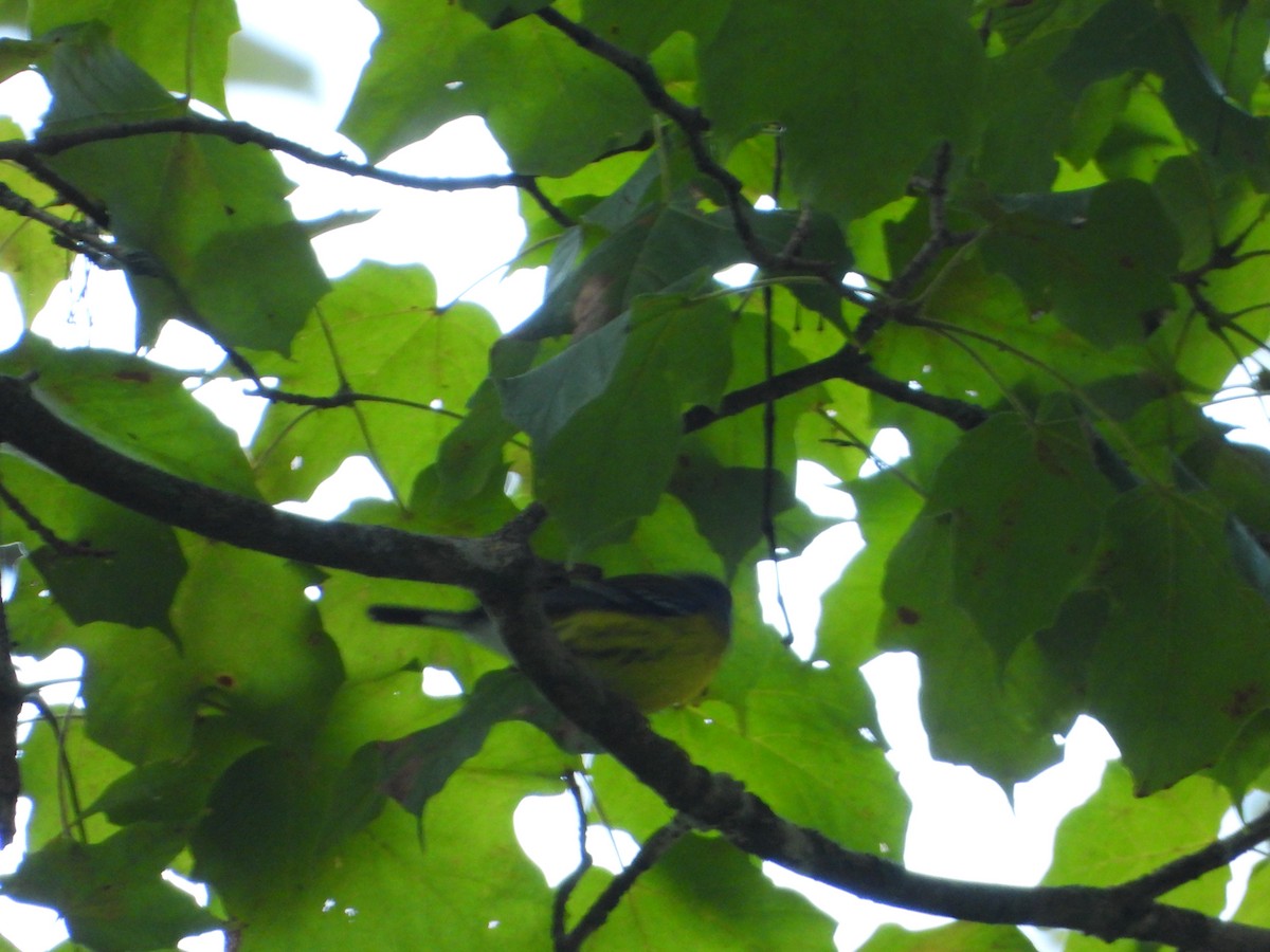 Magnolia Warbler - ML624133471