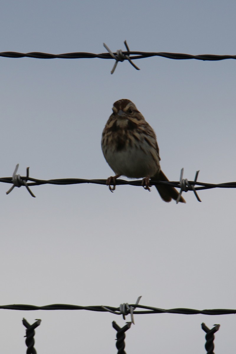 Song Sparrow - ML624133486