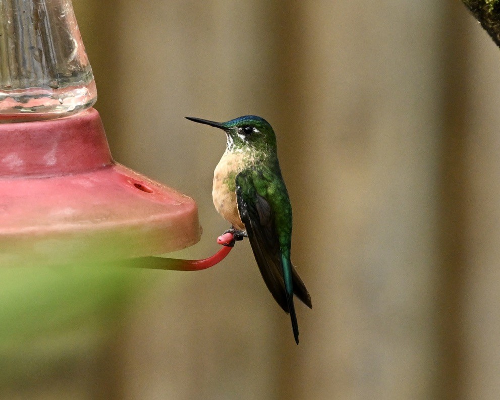 Long-tailed Sylph - ML624133491