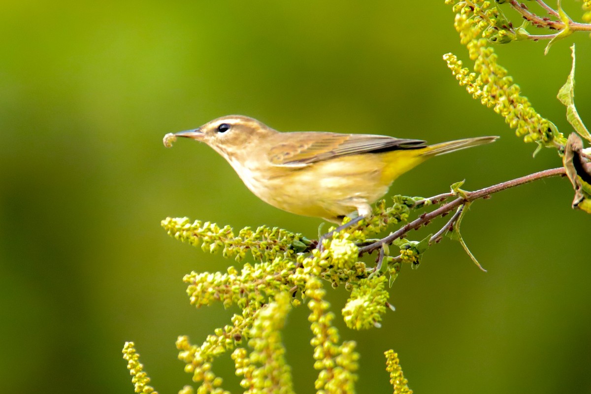 Palm Warbler (Western) - Josh Jackson