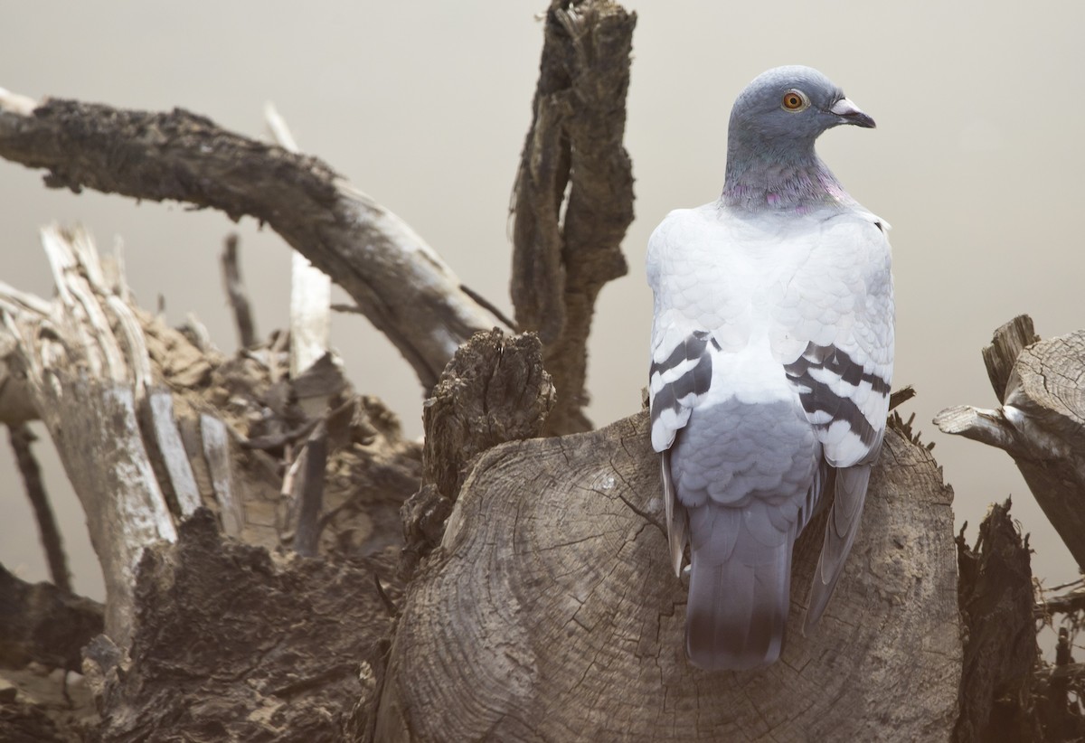 Rock Pigeon (Feral Pigeon) - ML624133515