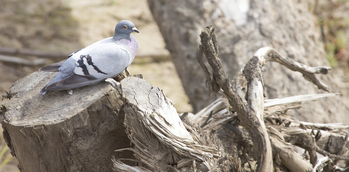 Rock Pigeon (Feral Pigeon) - Brent Angelo