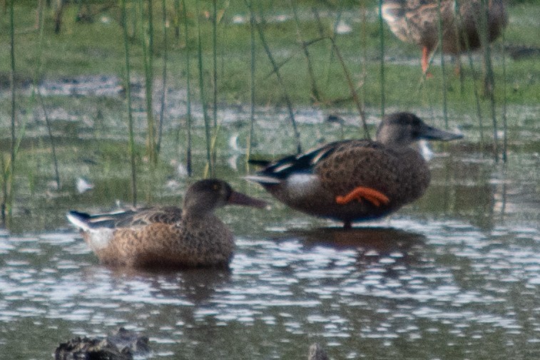 Northern Shoveler - ML624133537