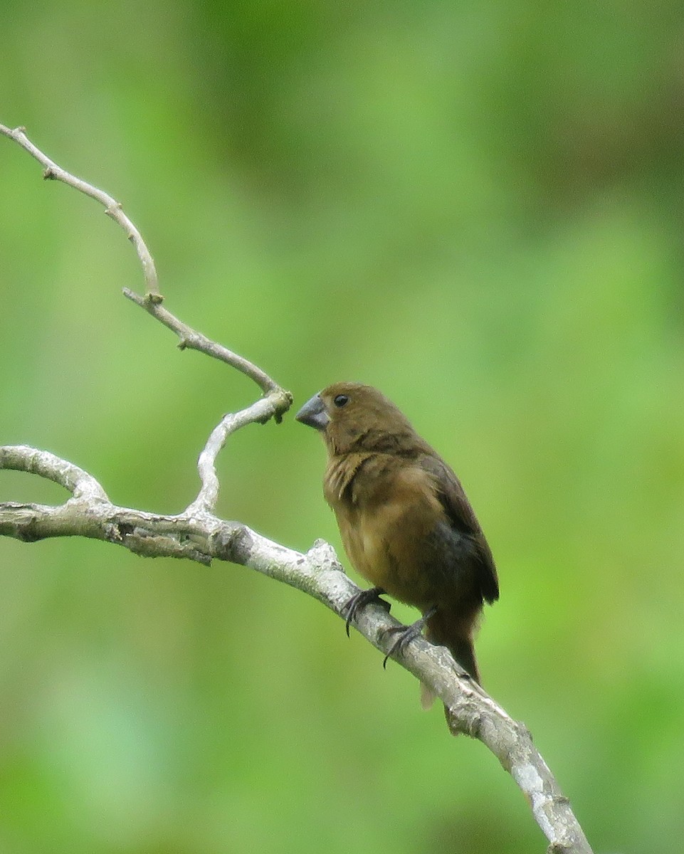 Thick-billed Seed-Finch - ML624133539