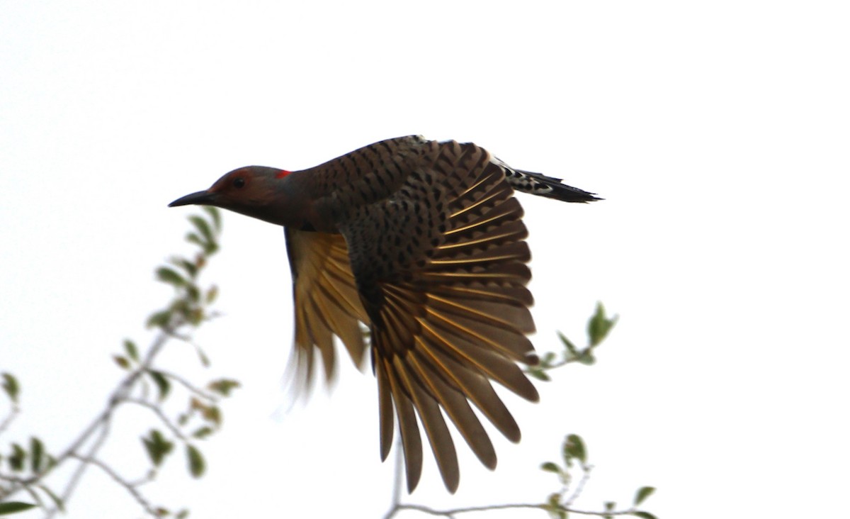 Northern Flicker - ML624133551