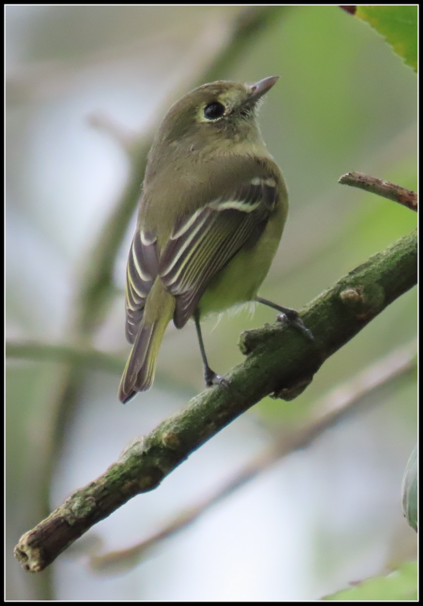 eikevireo - ML624133554