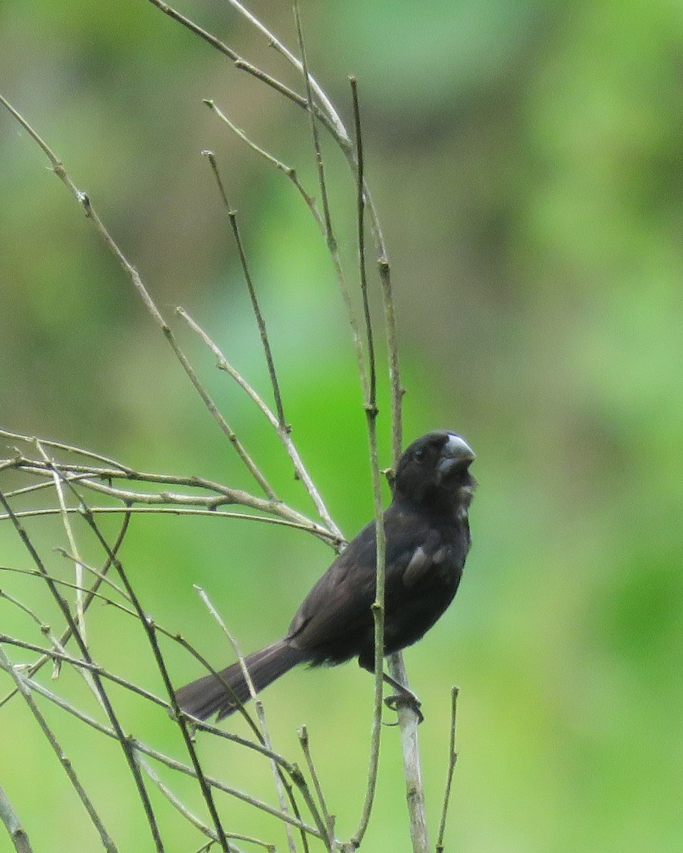 Thick-billed Seed-Finch - ML624133557