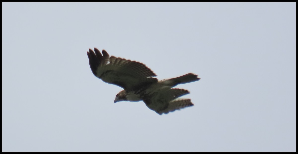 Red-tailed Hawk - ML624133581