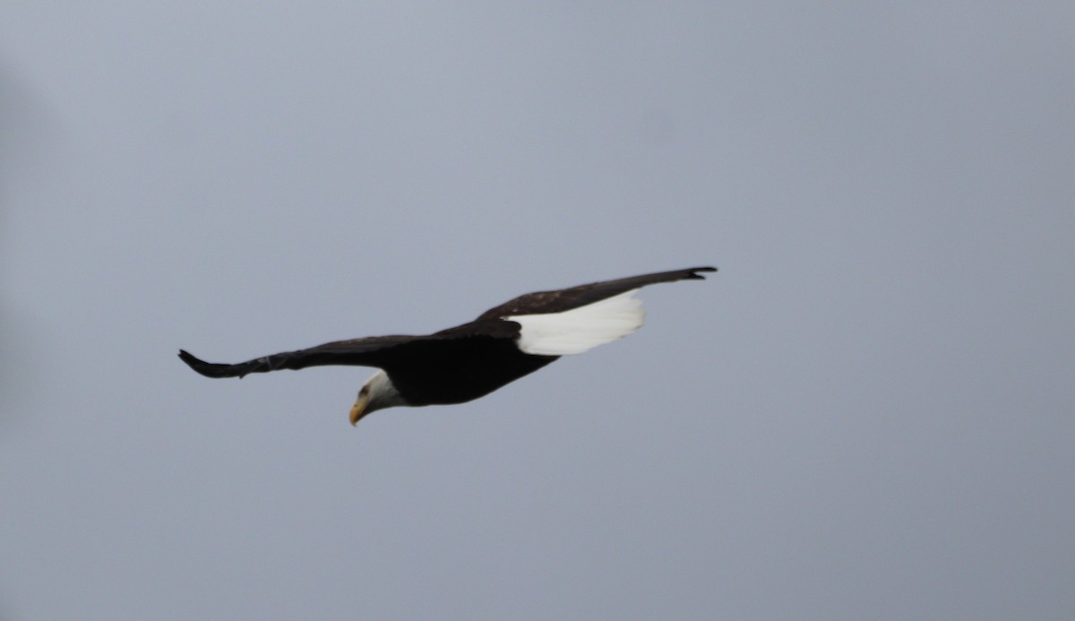 Bald Eagle - ML624133601