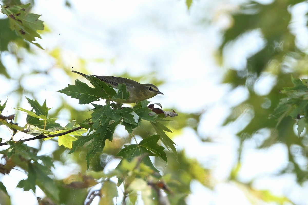 Tennessee Warbler - Vern Wilkins 🦉