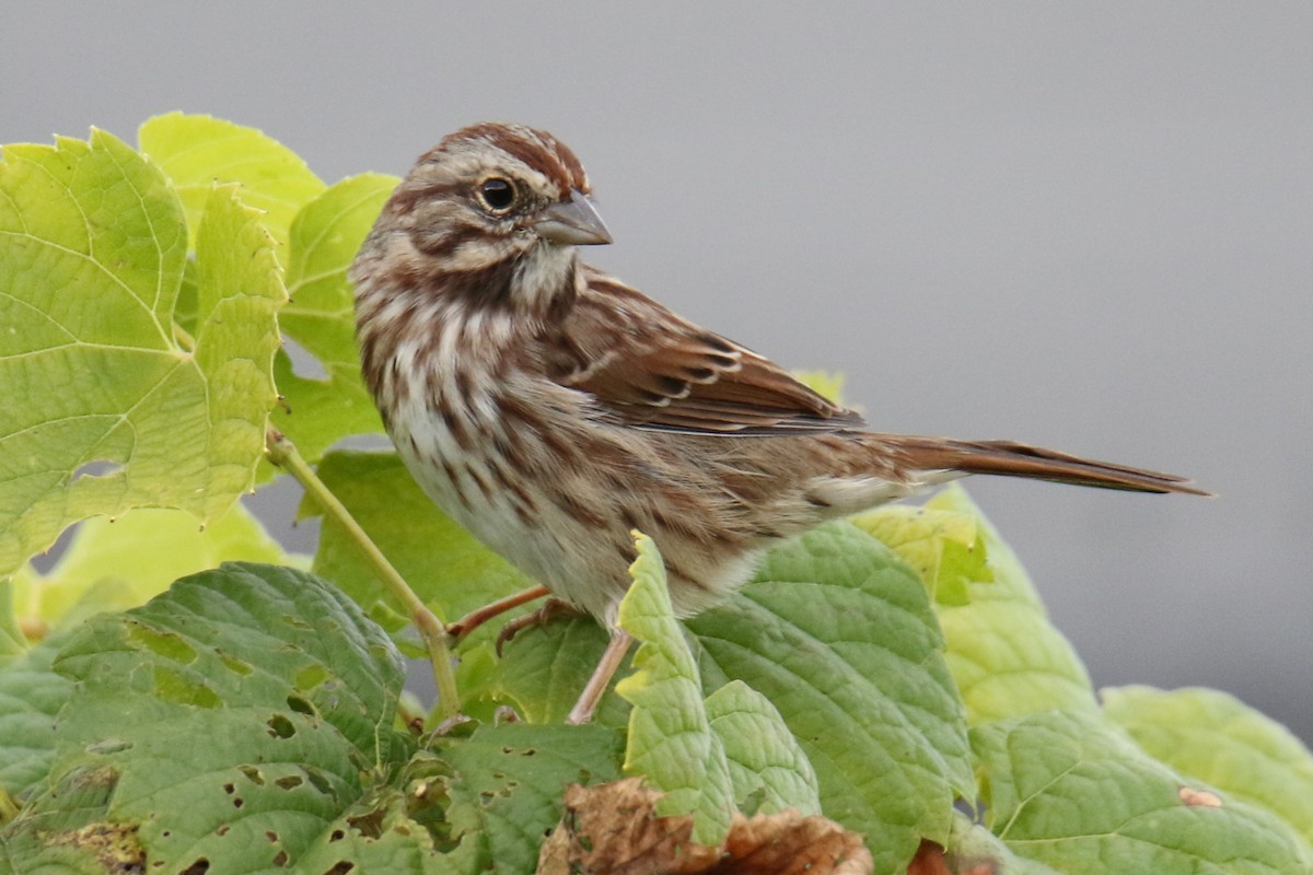 Song Sparrow - ML624133623