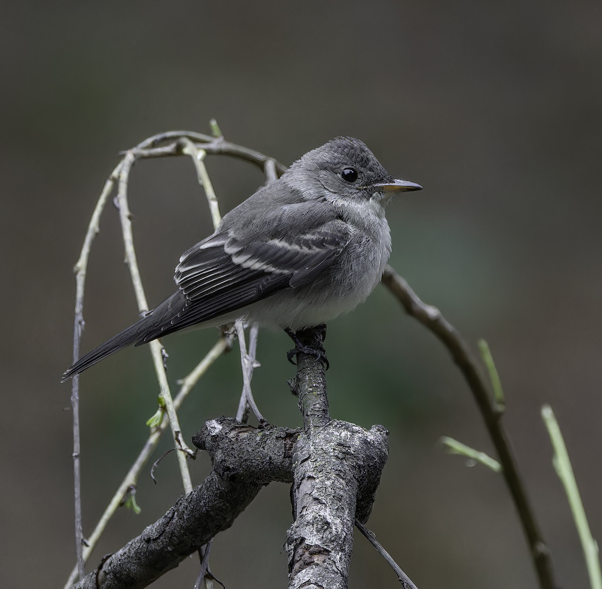 Eastern Wood-Pewee - Marisa Hernandez