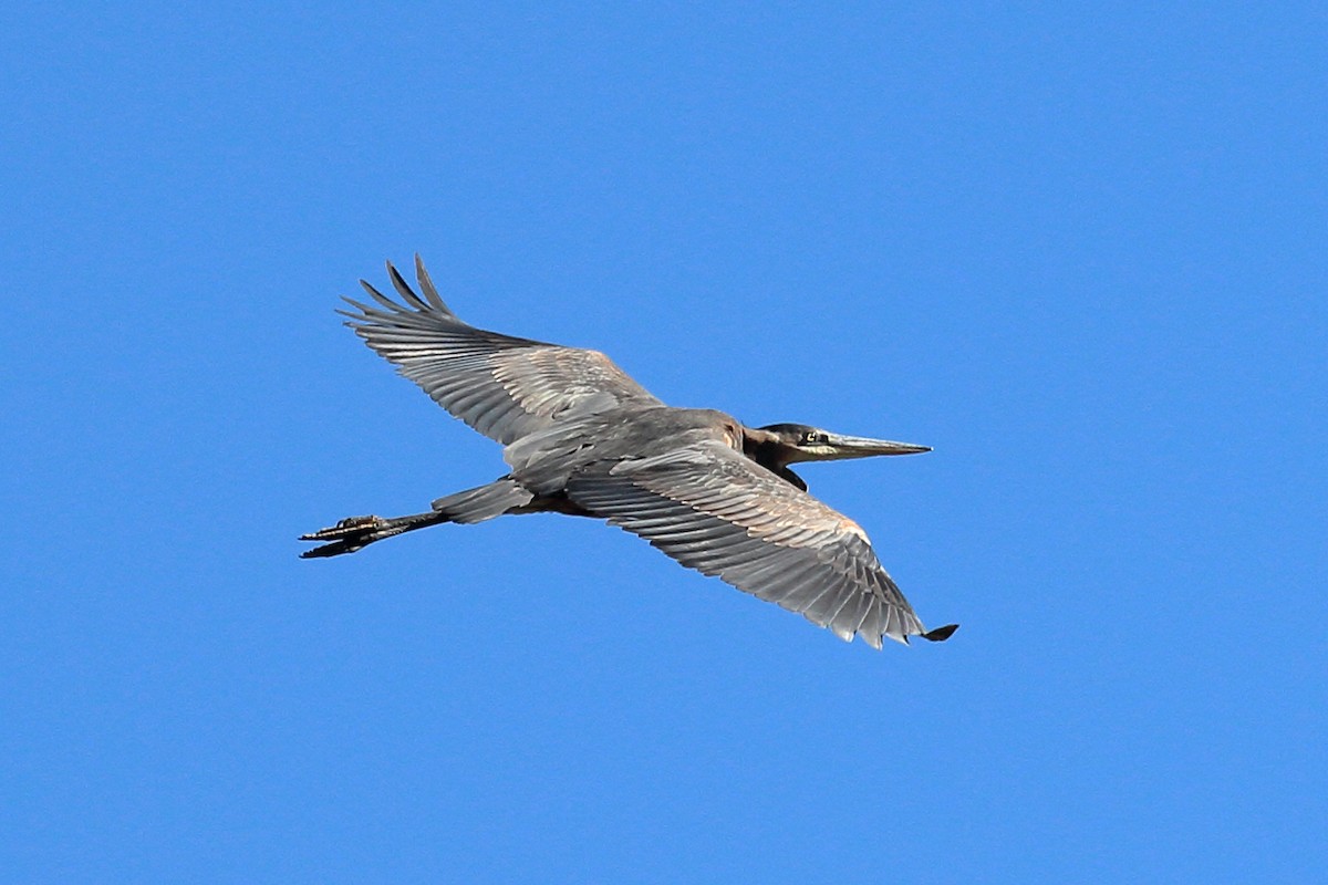 Great Blue Heron - ML624133631