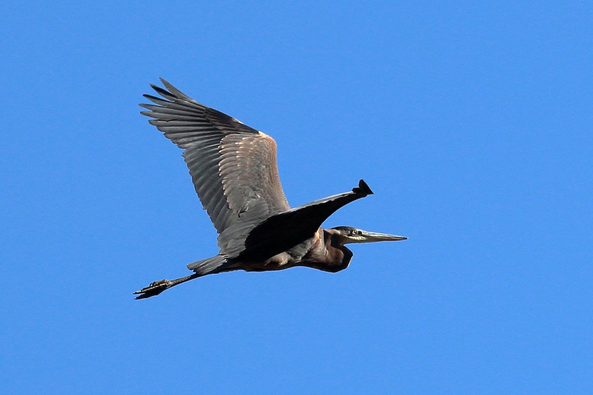 Great Blue Heron - ML624133653