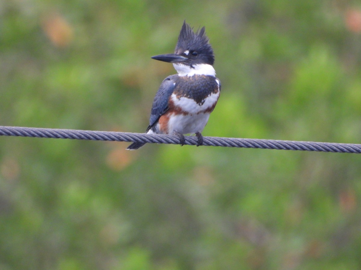 Belted Kingfisher - ML624133687