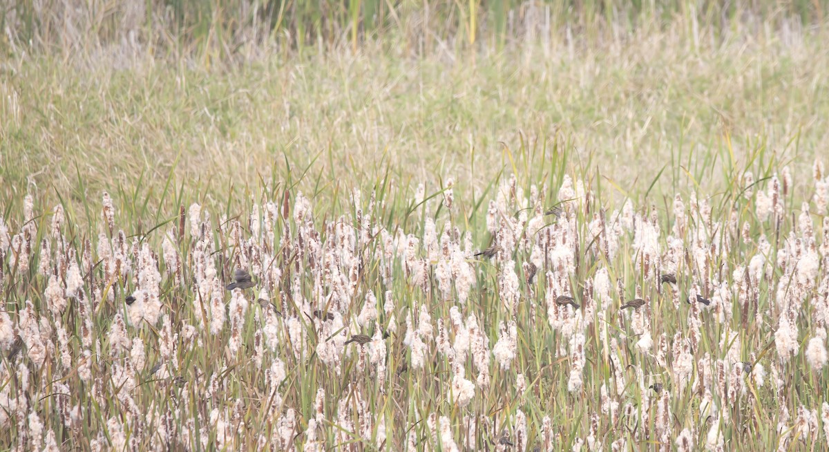 Red-winged Blackbird - ML624133691