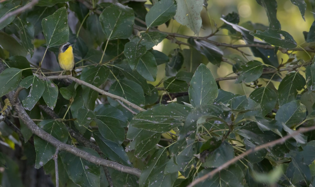 Common Yellowthroat - ML624133699