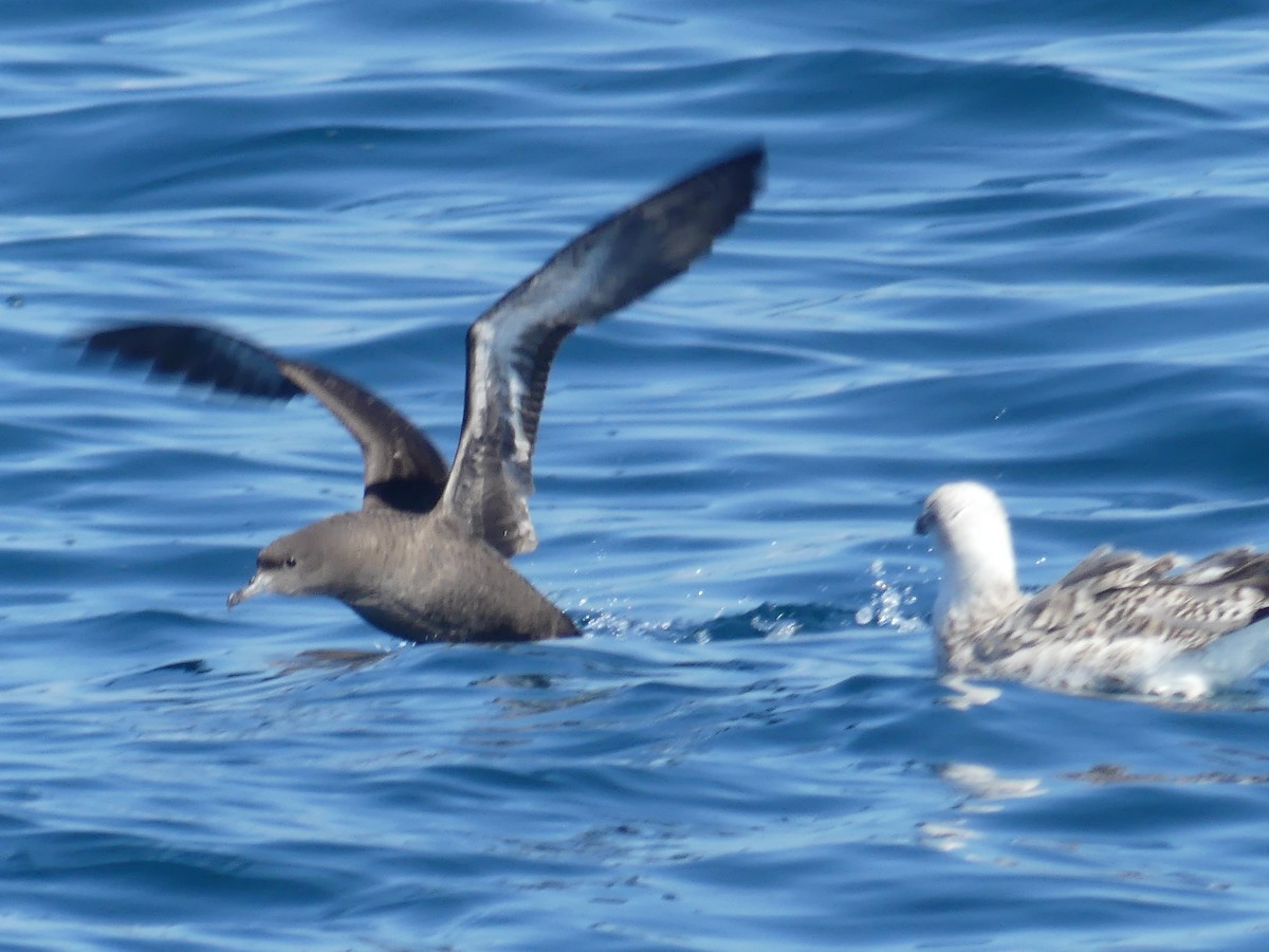 Sooty Shearwater - ML624133711