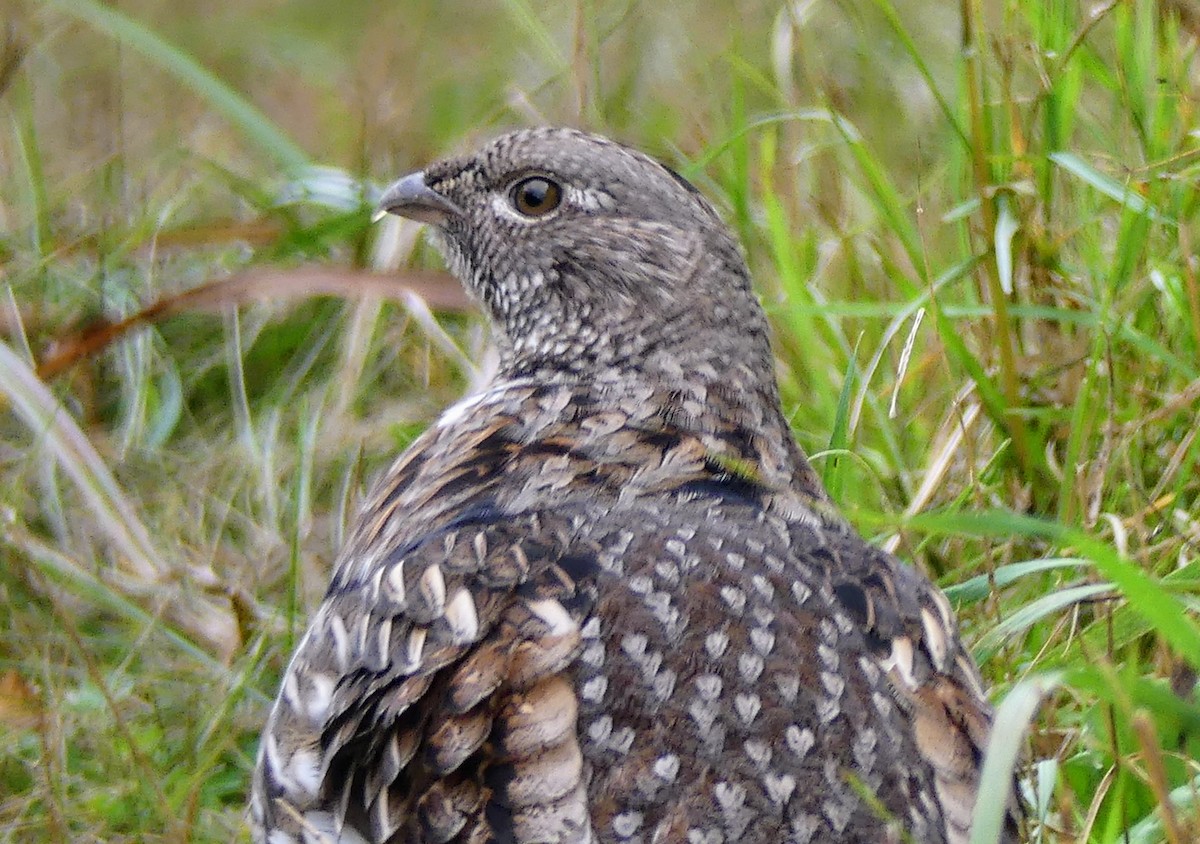 Ruffed Grouse - ML624133725