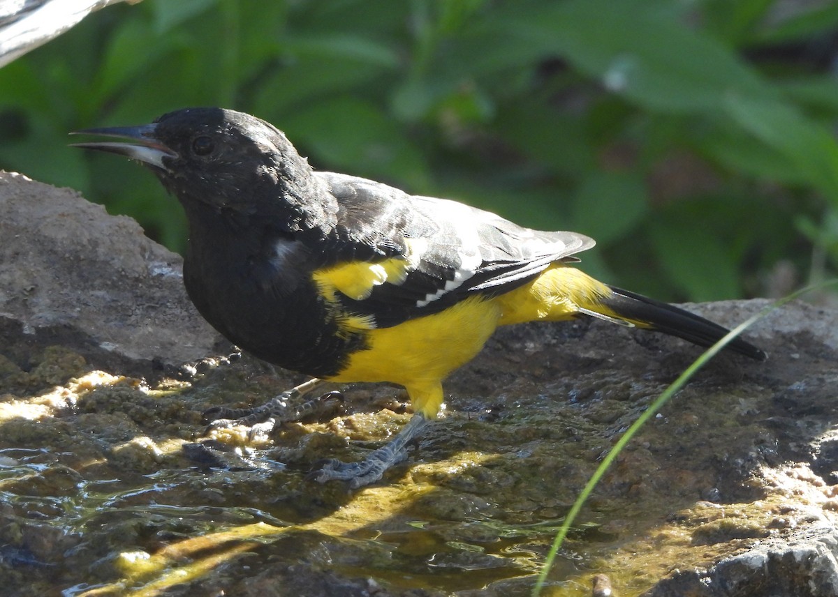 Scott's Oriole - ML624133727