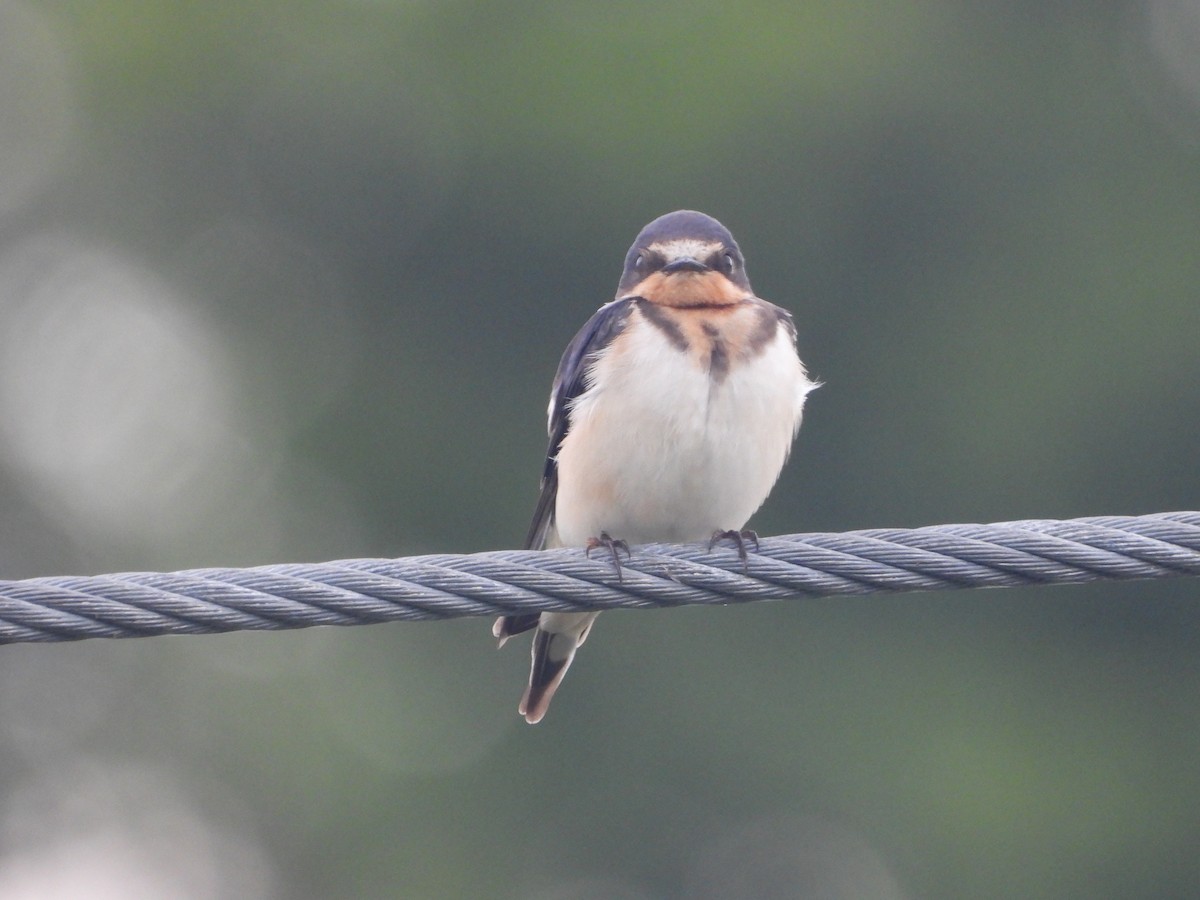 Barn Swallow - ML624133731