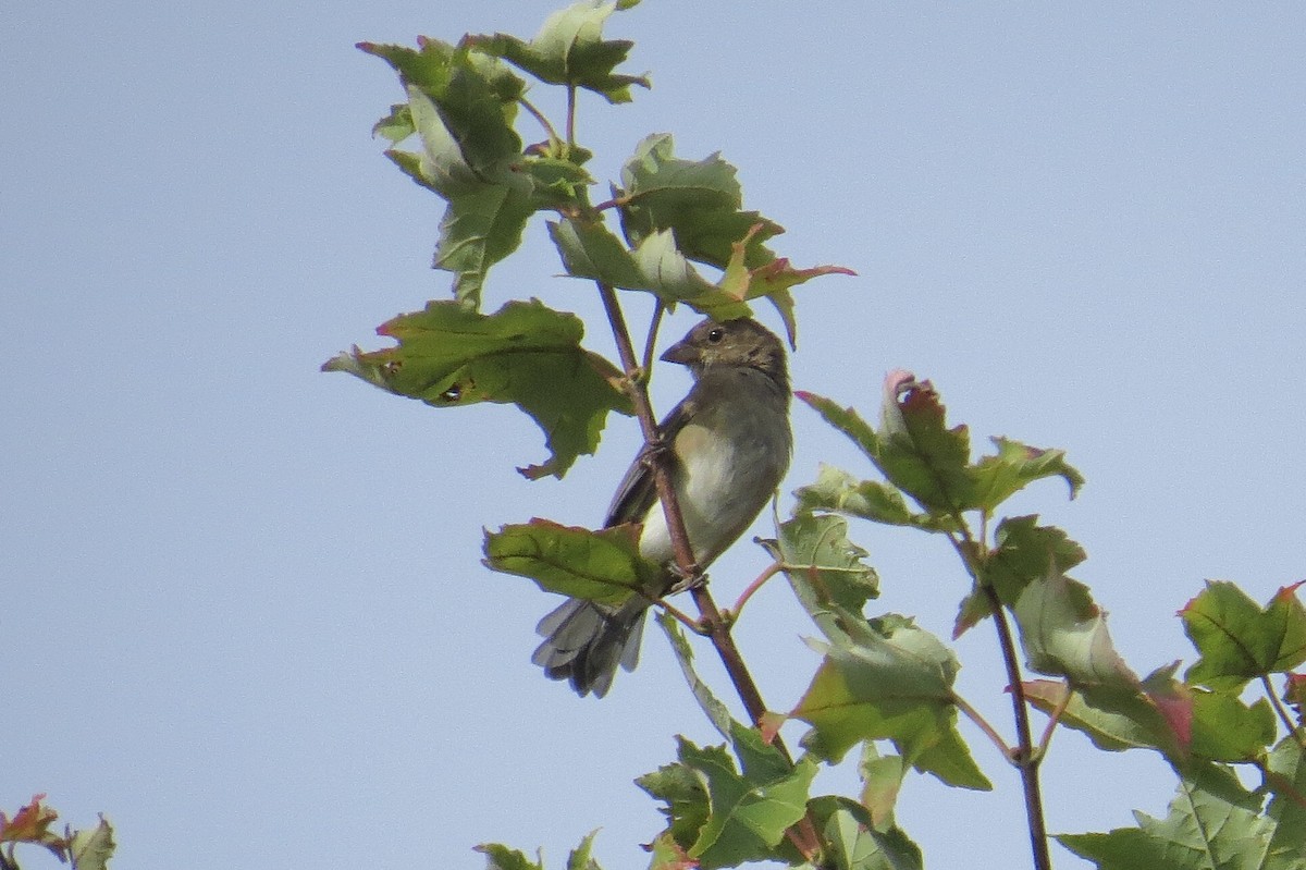 Rose-breasted Grosbeak - ML624133736