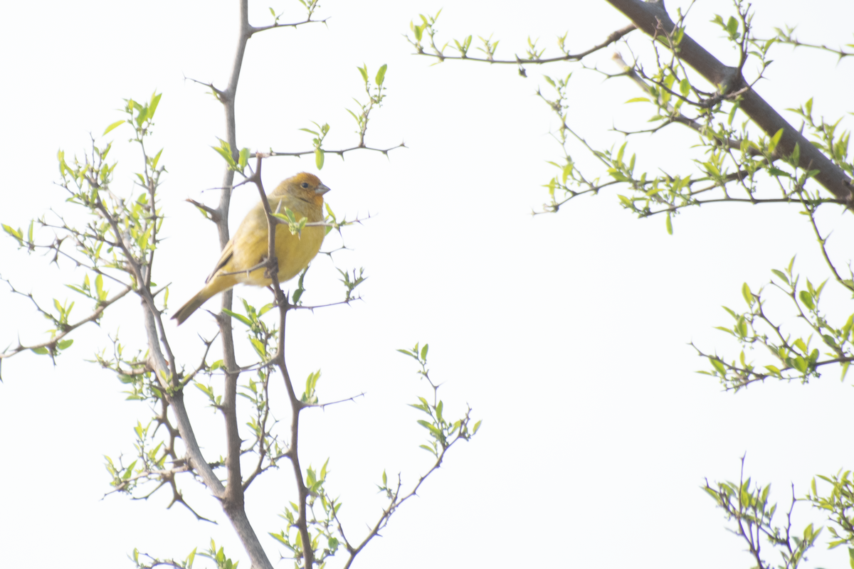 Saffron Finch - ML624133767