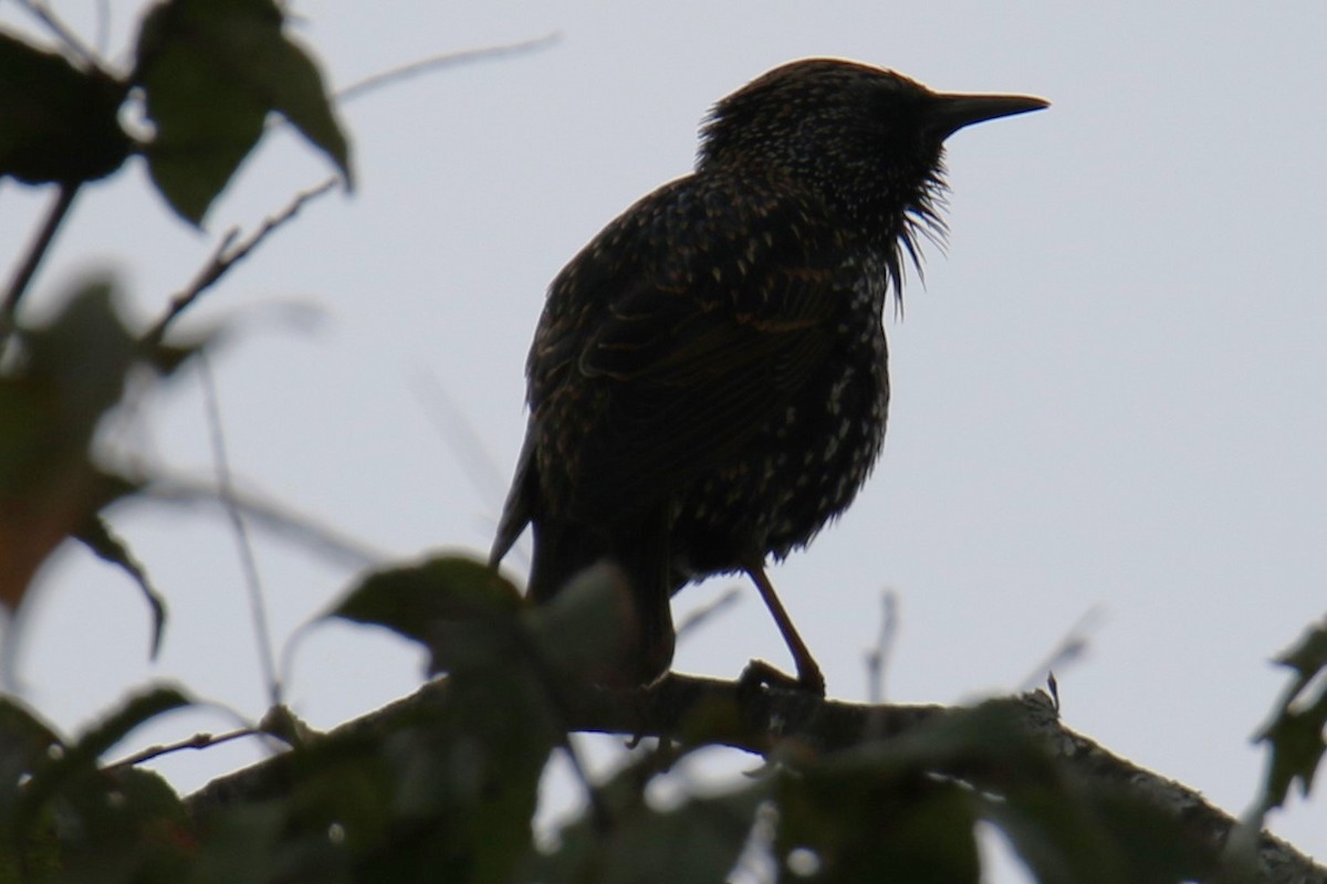 European Starling - Linda Miller