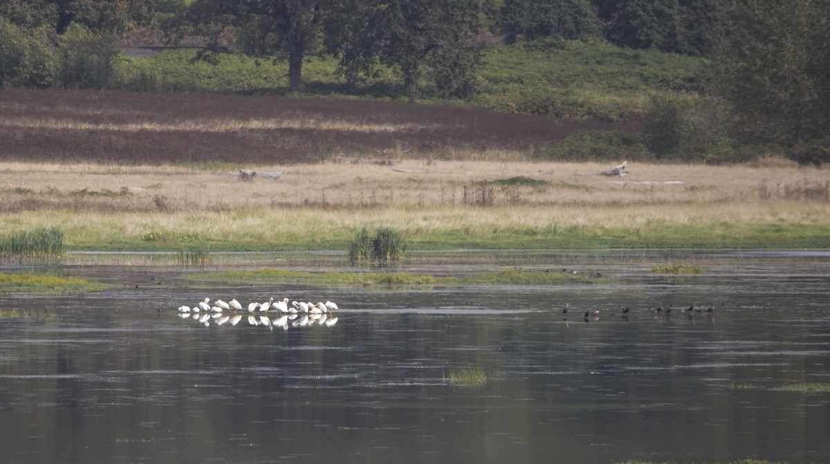 American White Pelican - ML624133792