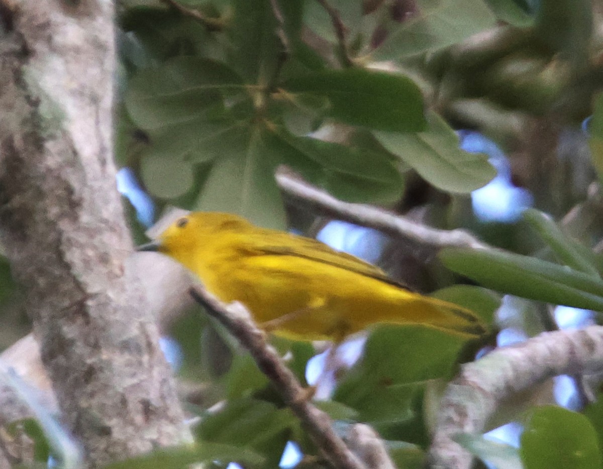 Yellow Warbler - ML624133793