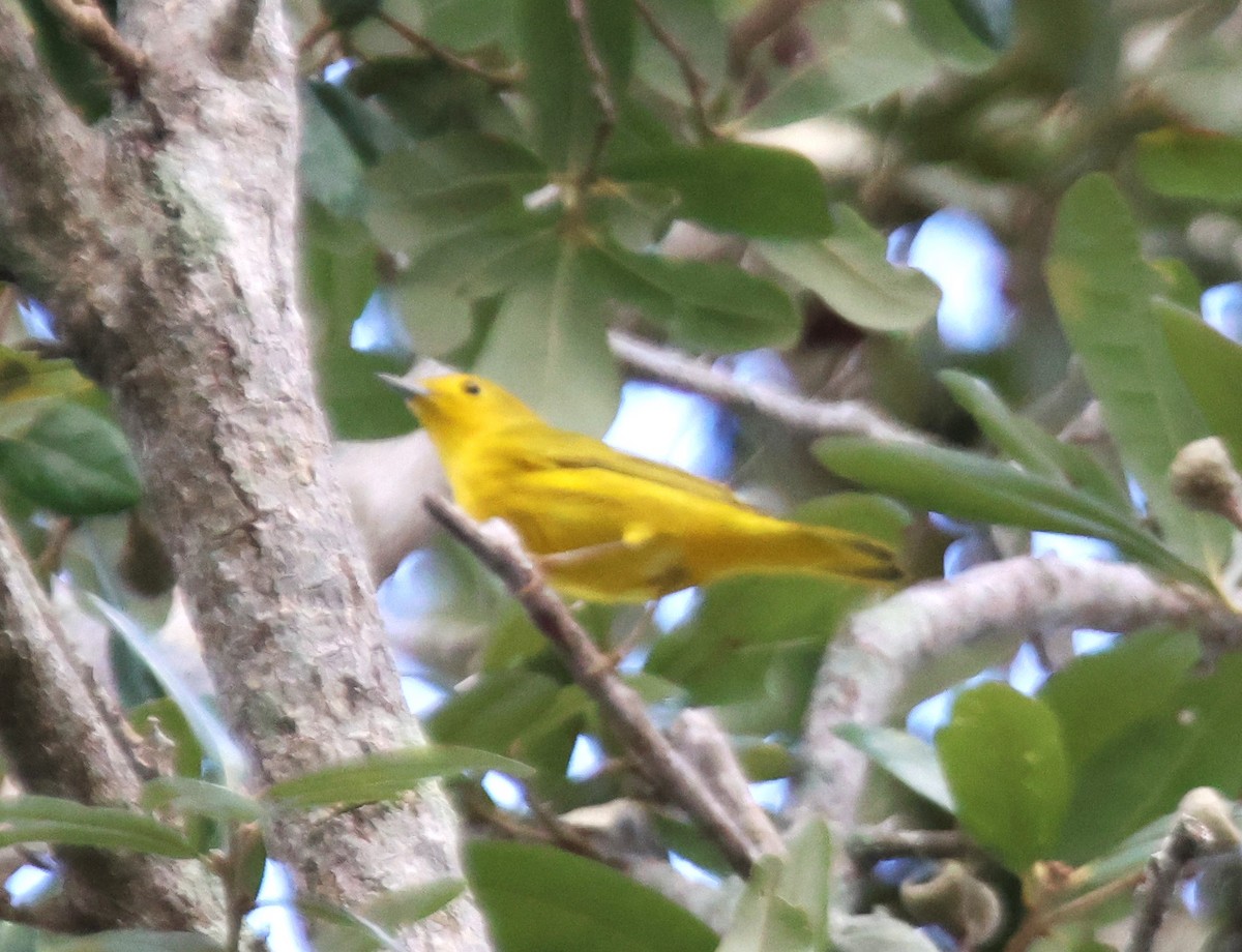 Yellow Warbler - ML624133794