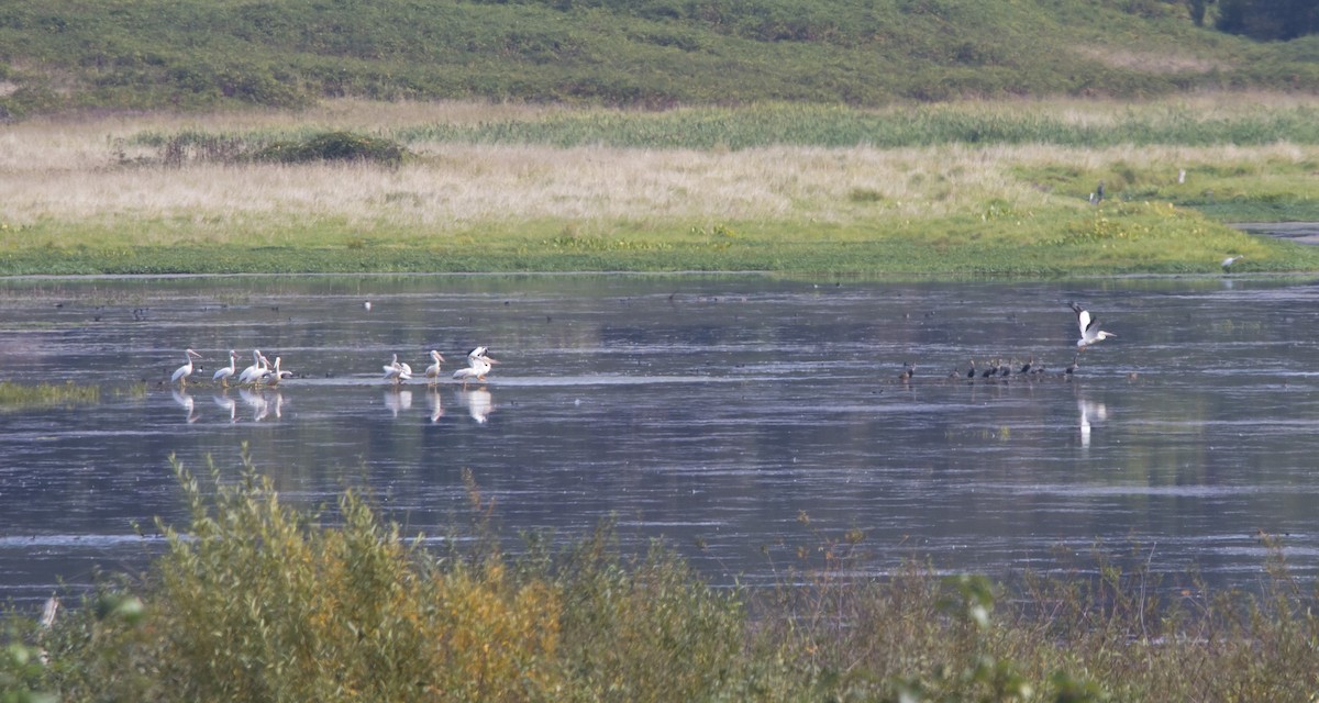 American White Pelican - ML624133801