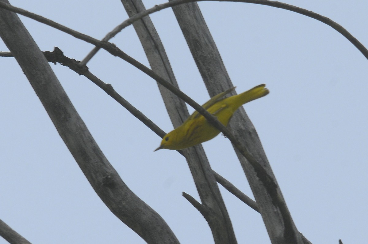 Yellow Warbler - ML624133802