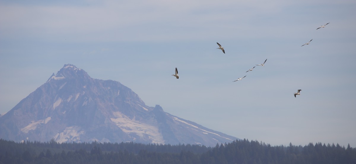 American White Pelican - ML624133803